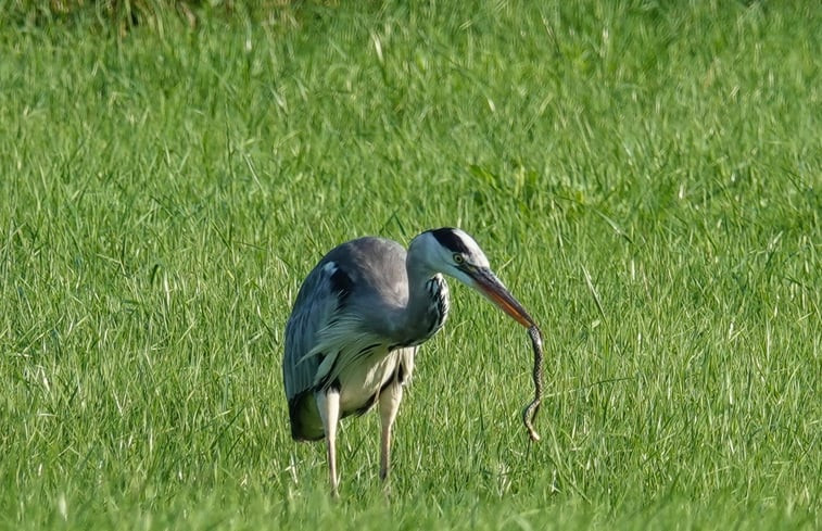 Natuurhuisje in Milsbeek