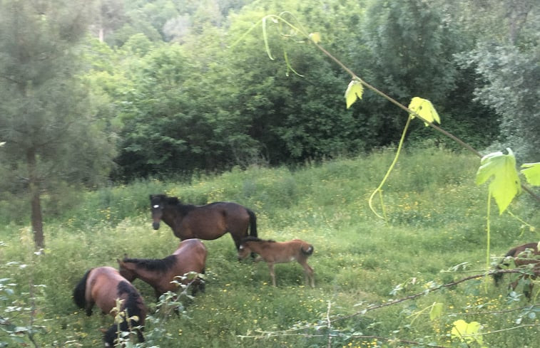 Natuurhuisje in Prado Sao Miquel