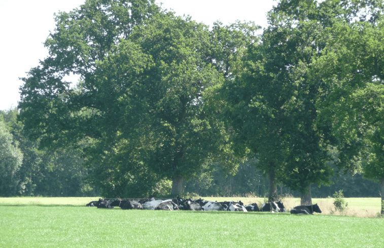 Natuurhuisje in Achterveld