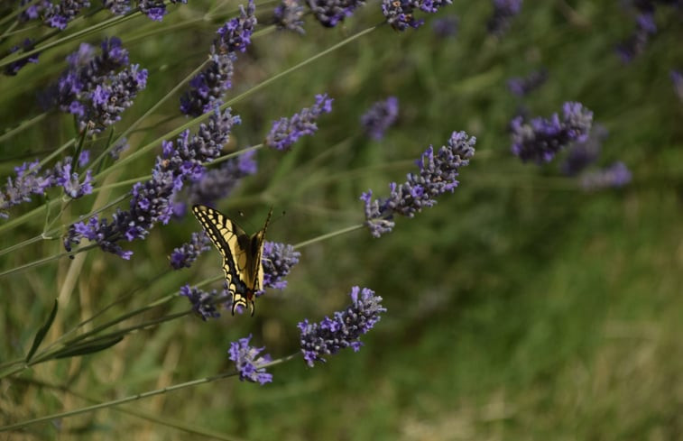 Natuurhuisje in San Ginesio