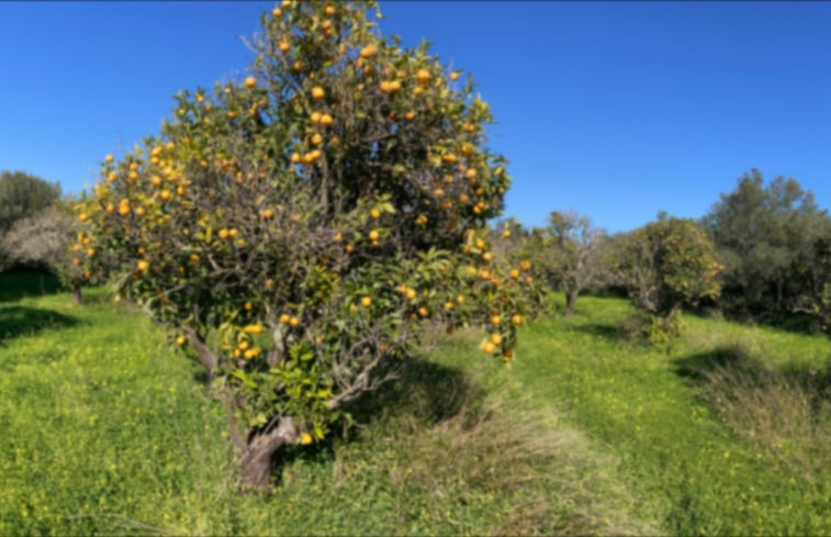 Natuurhuisje in Moncarapacho