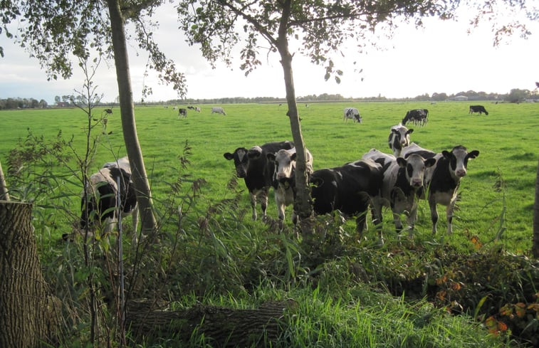 Natuurhuisje in Readtsjerk (Roodkerk)