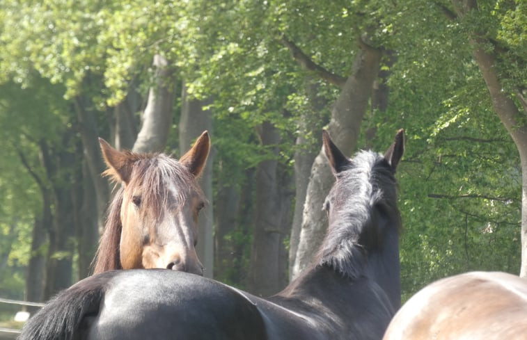 Natuurhuisje in Okkenbroek