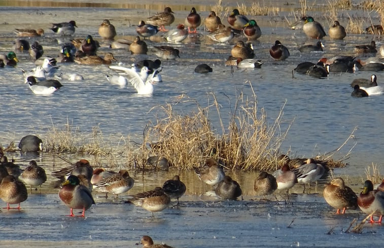 Natuurhuisje in Beveren-aan-den-IJzer