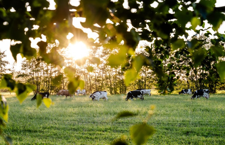 Natuurhuisje in Houtigehage