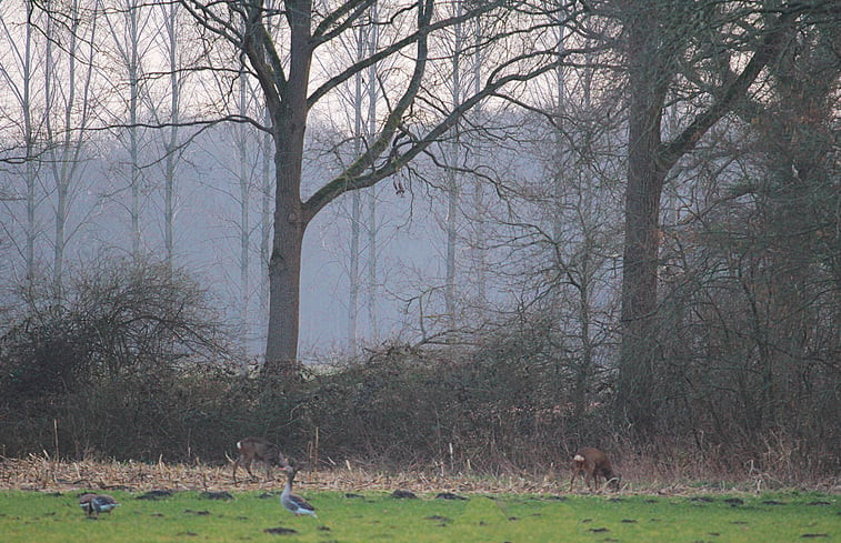 Natuurhuisje in Vorden