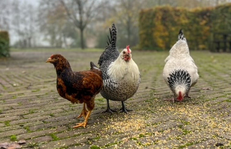 Natuurhuisje in Terschuur