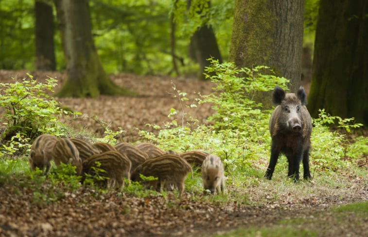 Natuurhuisje in Epe