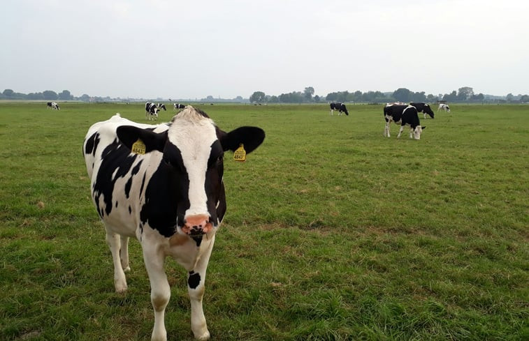 Natuurhuisje in IJsselmuiden