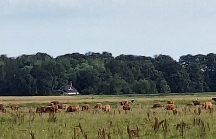 Natuurhuisje in Finsterwolde