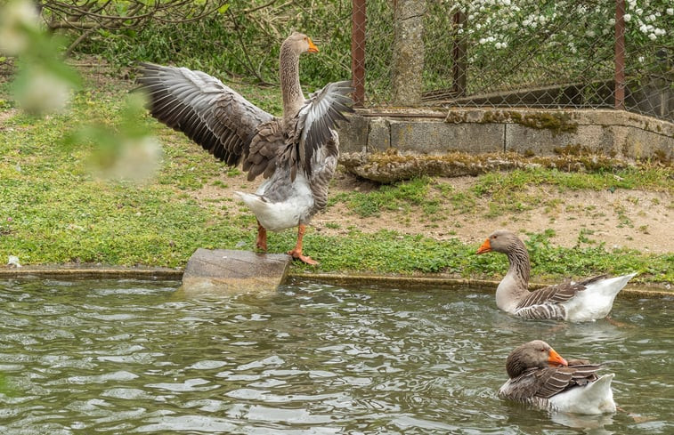 Natuurhuisje in Corgo, Celorico de Basto