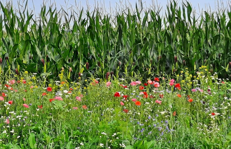 Natuurhuisje in Dwingeloo