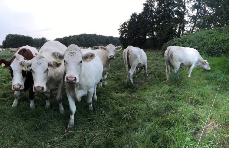 Natuurhuisje in Neuenkirchen / Rügen