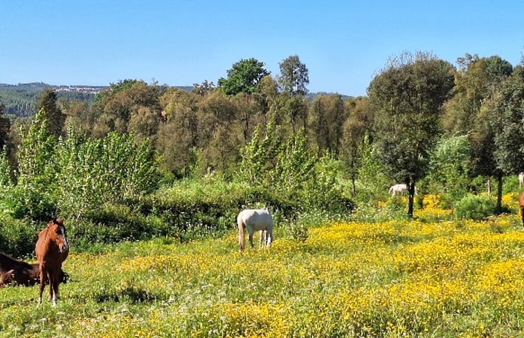 Natuurhuisje in Midoes tabua