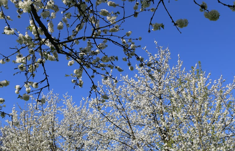 Natuurhuisje in Vijlen