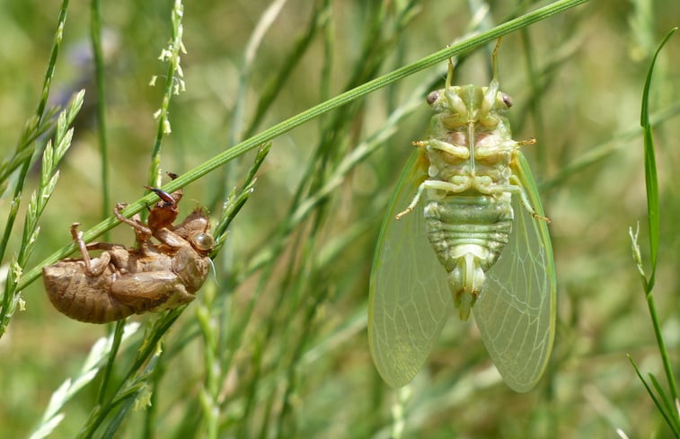 Natuurhuisje in Montcuq