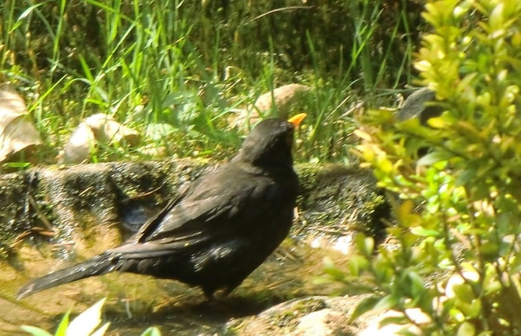 Natuurhuisje in Emst