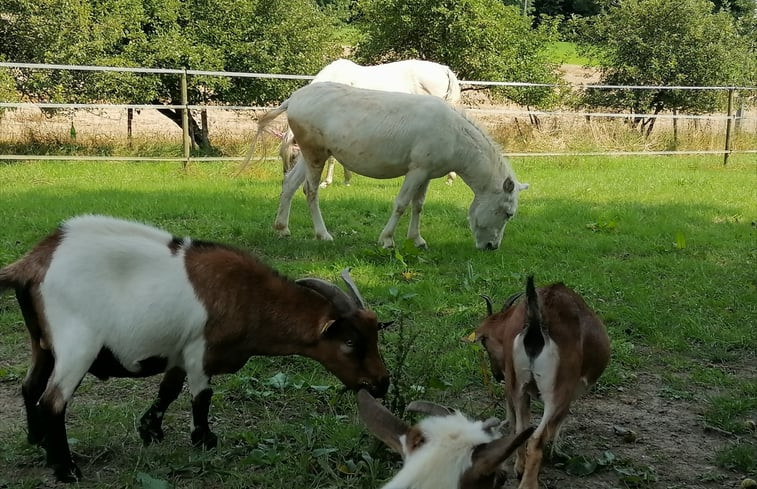 Natuurhuisje in Adenbach