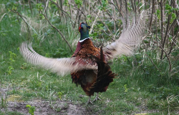 Natuurhuisje in Nieuw-Schoonebeek