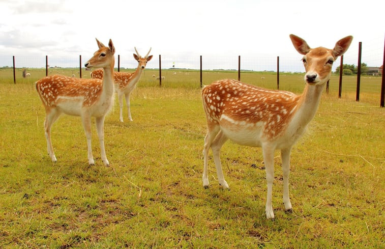 Natuurhuisje in De Cocksdorp