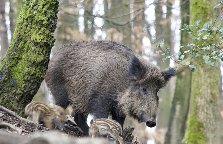 Natuurhuisje in Noiseux