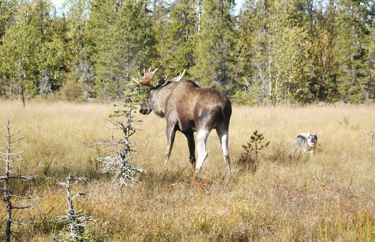 Natuurhuisje in gällö