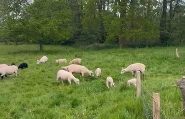 Natuurhuisje in Ankeveen