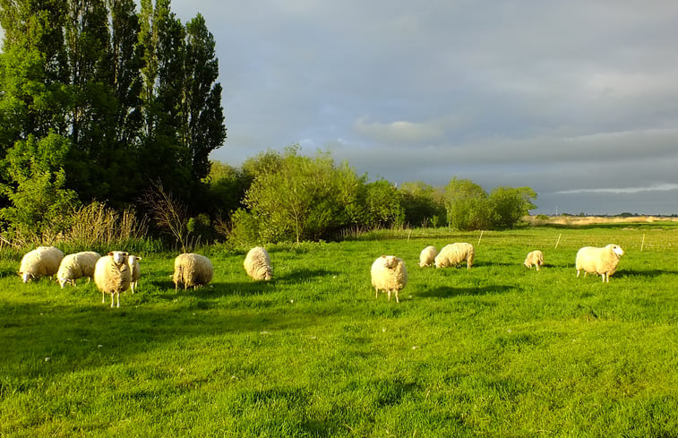 Natuurhuisje in Idsegahuizum (Makkum)