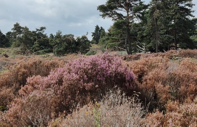 Natuurhuisje in Haarle