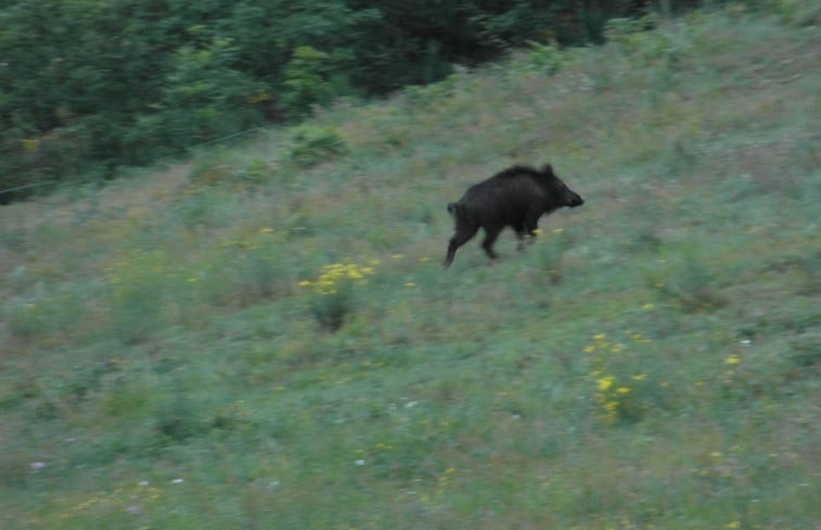 Natuurhuisje in Prats de Mollo