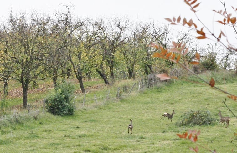 Natuurhuisje in St. Eutrope de Born