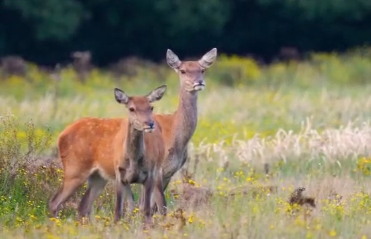 Natuurhuisje in Hoog Soeren