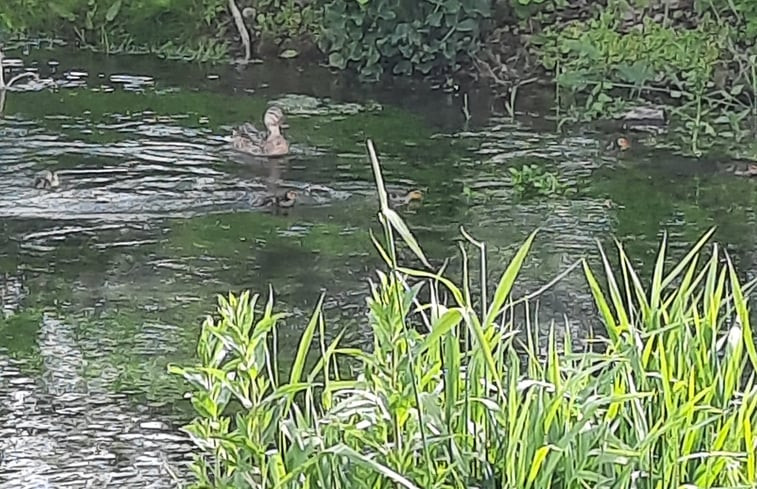 Natuurhuisje in BEZINGHEM