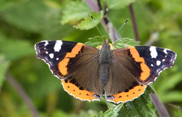 Natuurhuisje in Jislum