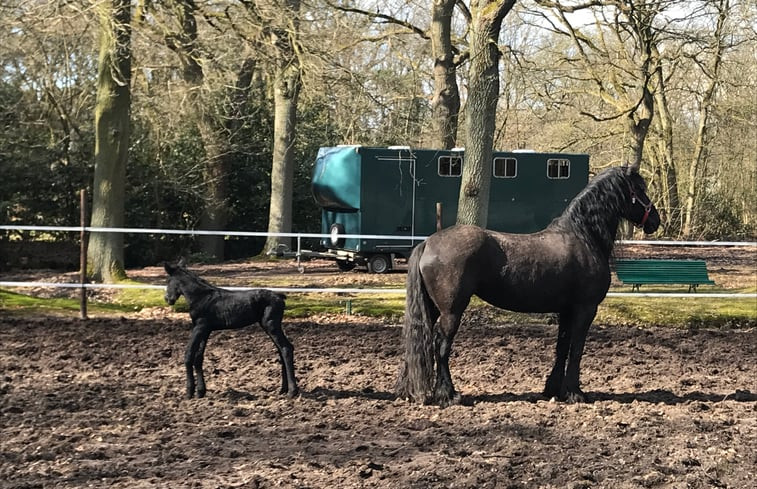 Natuurhuisje in Zoersel