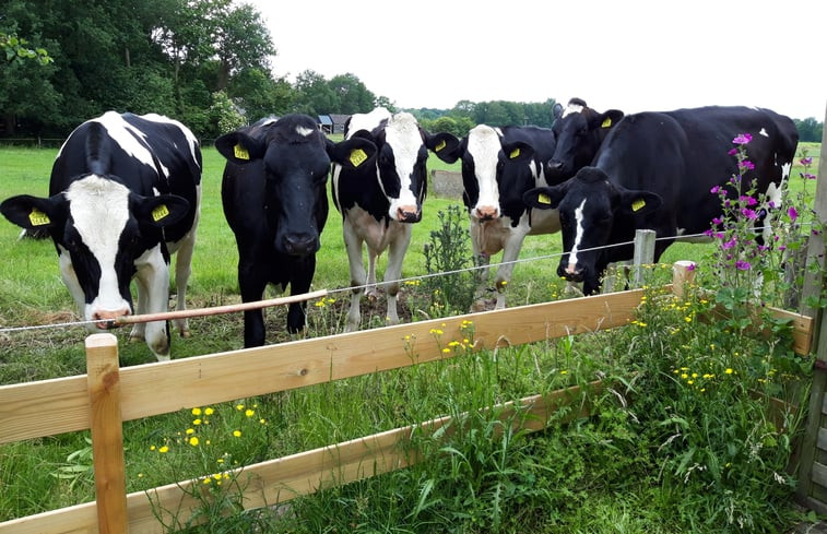 Natuurhuisje in Dwingeloo