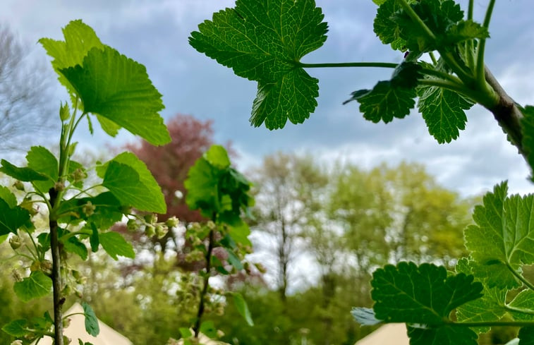 Natuurhuisje in Lochem