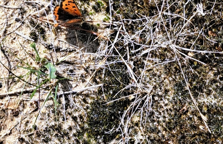 Natuurhuisje in Oude Willem