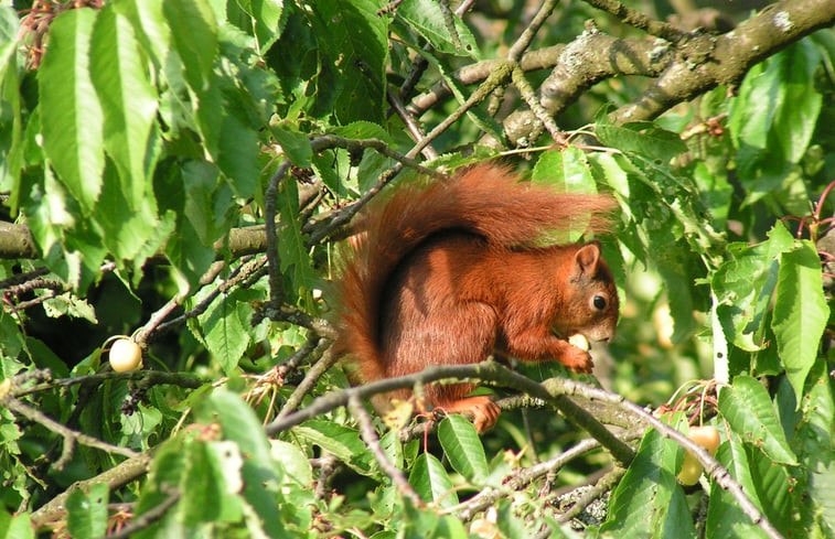 Natuurhuisje in Relsberg