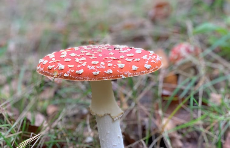 Natuurhuisje in Lochem