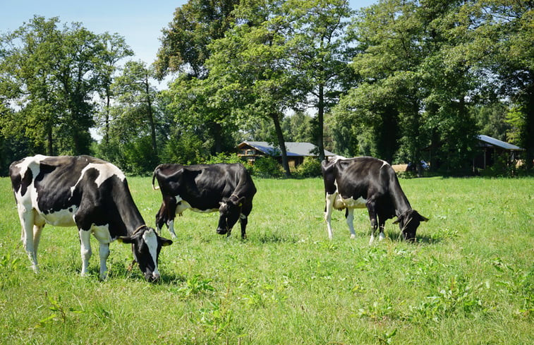 Natuurhuisje in Buurse