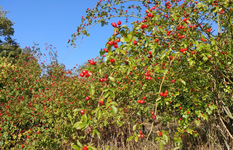 Natuurhuisje in Roccalbegna