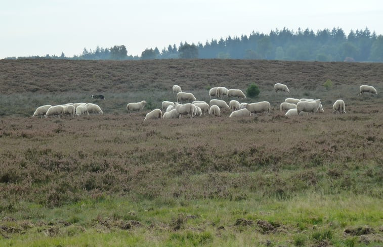 Natuurhuisje in Epe