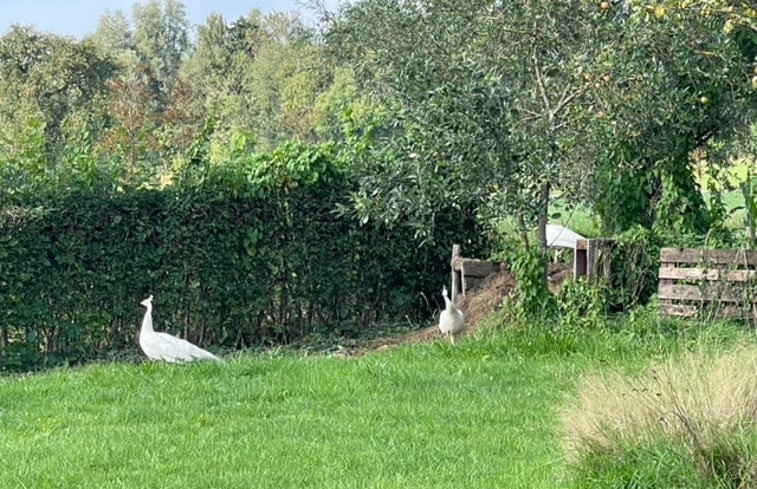 Natuurhuisje in Doetinchem