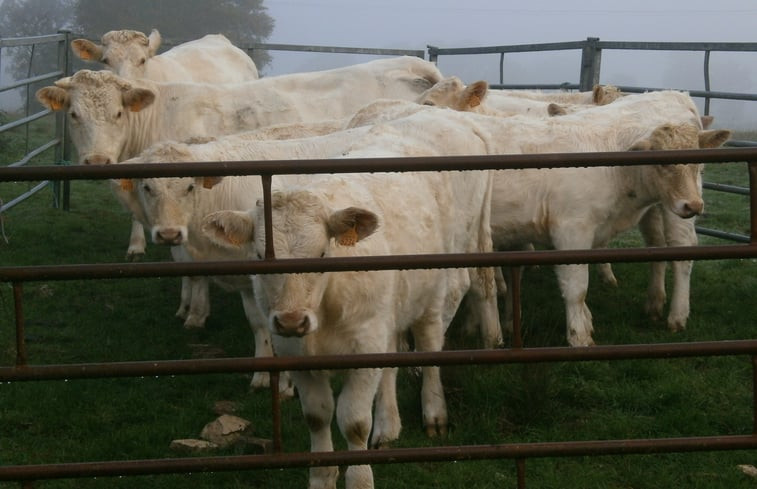 Natuurhuisje in CRUX LA VILLE