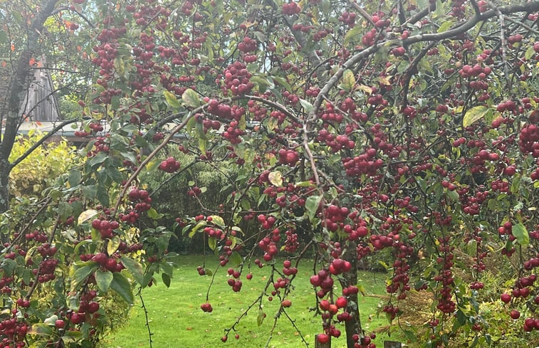 Natuurhuisje in Schoorl