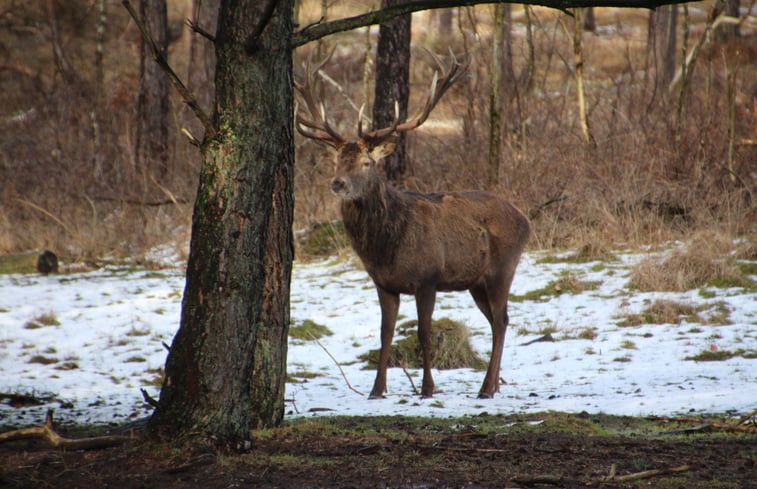 Natuurhuisje in Garderen