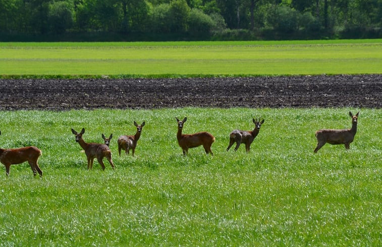 Natuurhuisje in Eeserveen