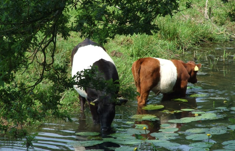 Natuurhuisje in Ommen