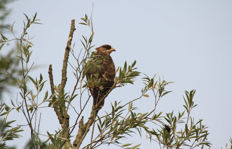 Natuurhuisje in De Biesbosch